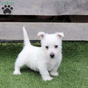 Rupert, West Highland Terrier Puppy