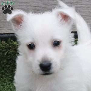 Rupert, West Highland Terrier Puppy
