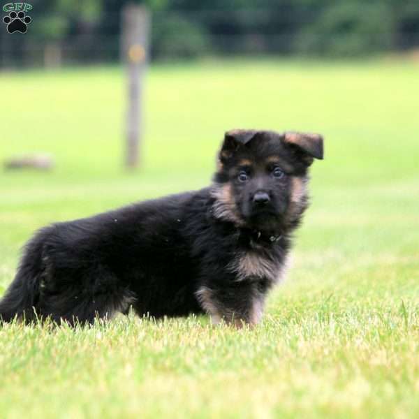 Russell, German Shepherd Puppy