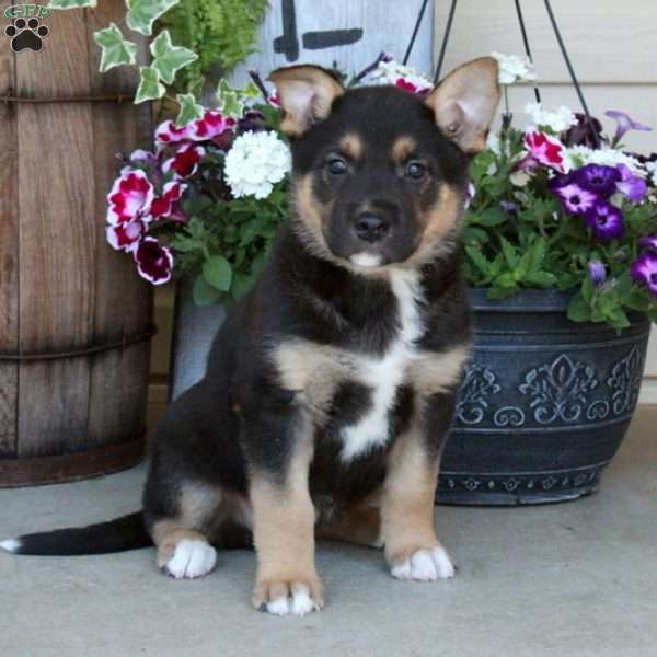 Rustler, German Shepherd Mix Puppy