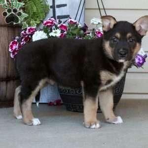 Rustler, German Shepherd Mix Puppy