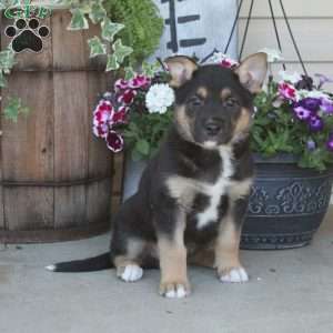 Rustler, German Shepherd Mix Puppy