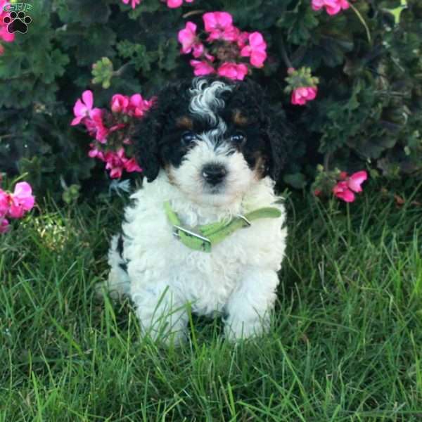 Rusty, Mini Bernedoodle Puppy
