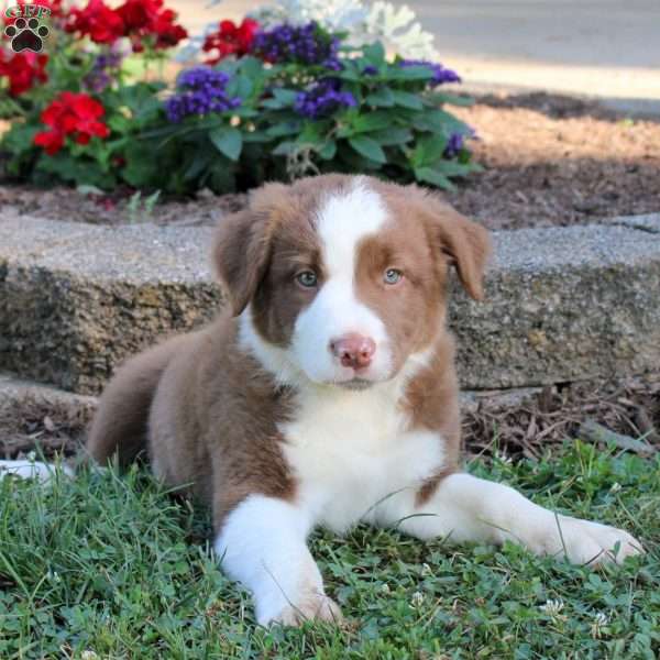 Rusty, Border Collie Puppy