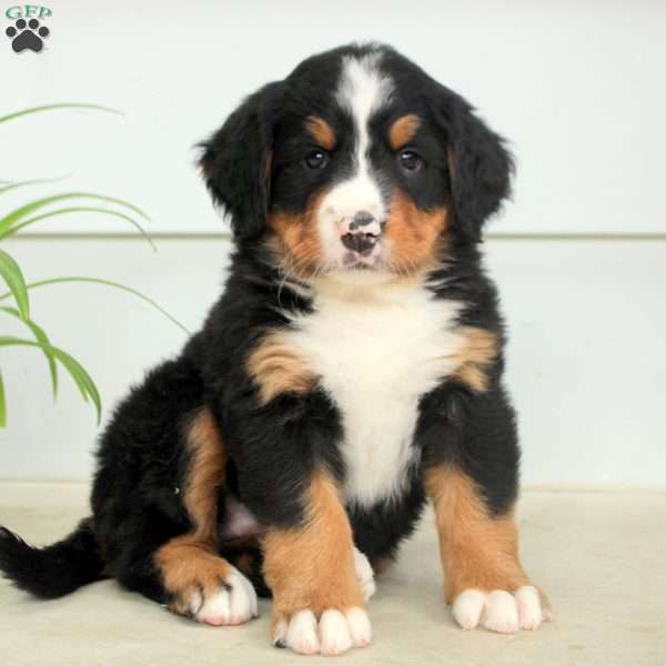 Rusty, Bernese Mountain Dog Puppy