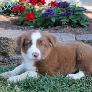 Rusty, Border Collie Puppy