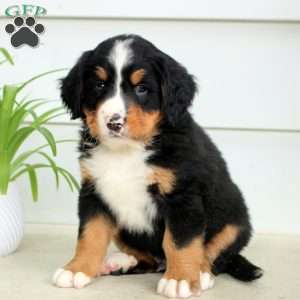 Rusty, Bernese Mountain Dog Puppy