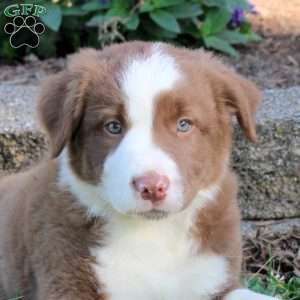 Rusty, Border Collie Puppy