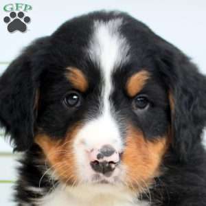 Rusty, Bernese Mountain Dog Puppy