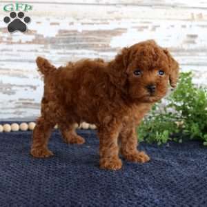Rusty, Toy Poodle Puppy
