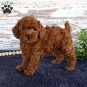 Rusty, Toy Poodle Puppy