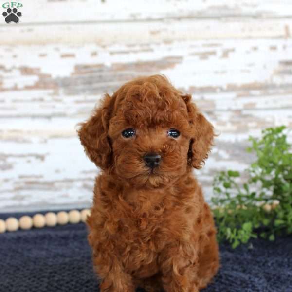 Rusty, Toy Poodle Puppy