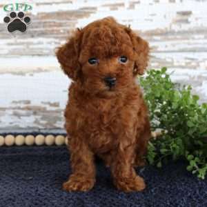 Rusty, Toy Poodle Puppy