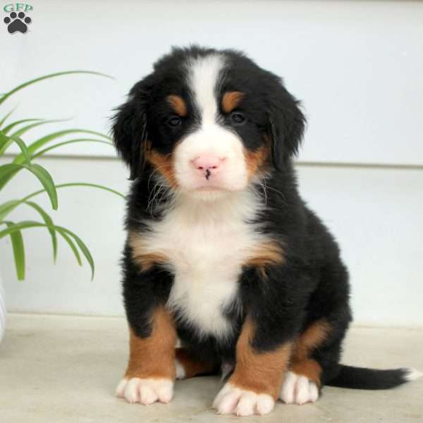 Ryan, Bernese Mountain Dog Puppy