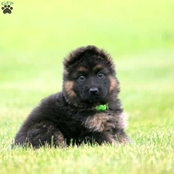 Ryan, German Shepherd Puppy