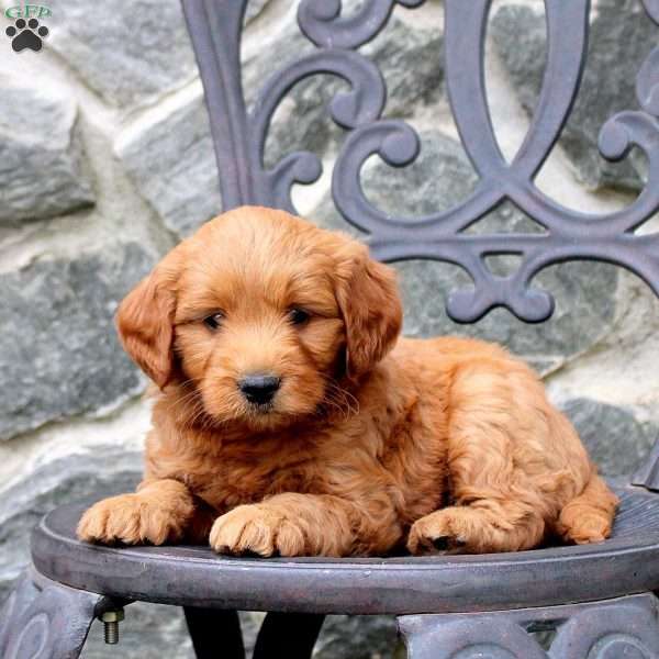 Ryan, Mini Goldendoodle Puppy