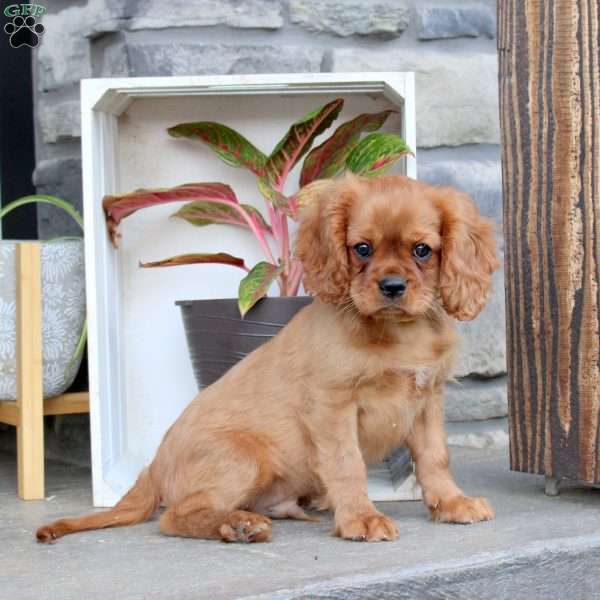 Ryan, Cavalier King Charles Spaniel Puppy