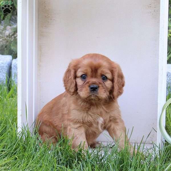 Ryan, Cavalier King Charles Spaniel Puppy