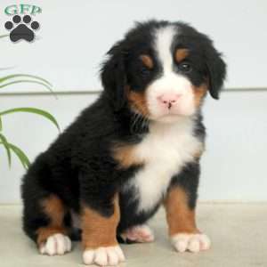 Ryan, Bernese Mountain Dog Puppy