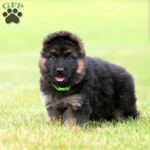 Ryan, German Shepherd Puppy