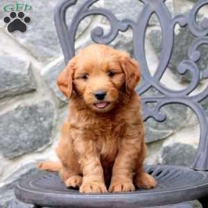 Ryan, Mini Goldendoodle Puppy