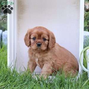 Ryan, Cavalier King Charles Spaniel Puppy