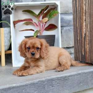 Ryan, Cavalier King Charles Spaniel Puppy