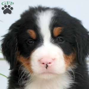 Ryan, Bernese Mountain Dog Puppy