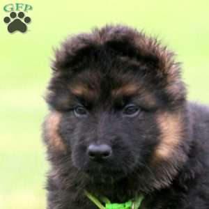 Ryan, German Shepherd Puppy