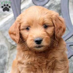 Ryan, Mini Goldendoodle Puppy