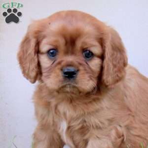 Ryan, Cavalier King Charles Spaniel Puppy