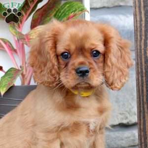 Ryan, Cavalier King Charles Spaniel Puppy