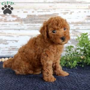 Ryder, Toy Poodle Puppy