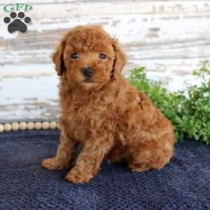 Ryder, Toy Poodle Puppy