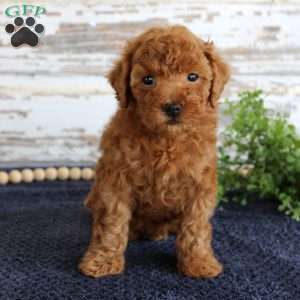 Ryder, Toy Poodle Puppy