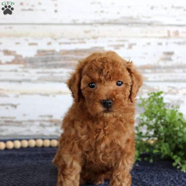 Ryder, Toy Poodle Puppy