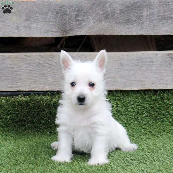 Ryland, West Highland Terrier Puppy