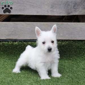 Ryland, West Highland Terrier Puppy