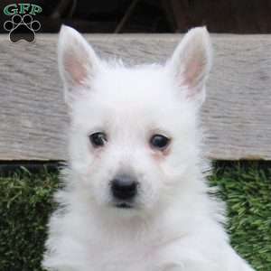 Ryland, West Highland Terrier Puppy