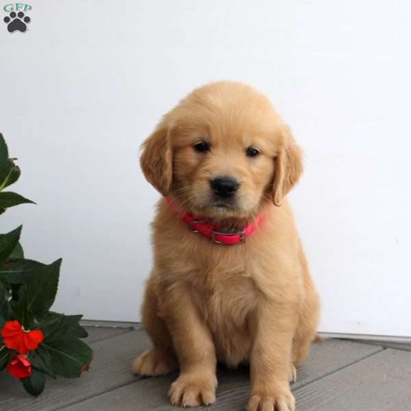 Sabrina, Golden Retriever Puppy