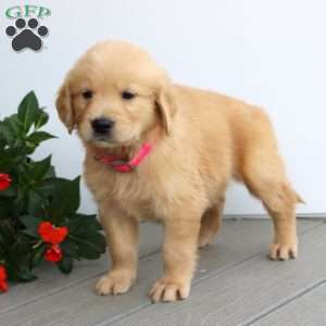 Sabrina, Golden Retriever Puppy