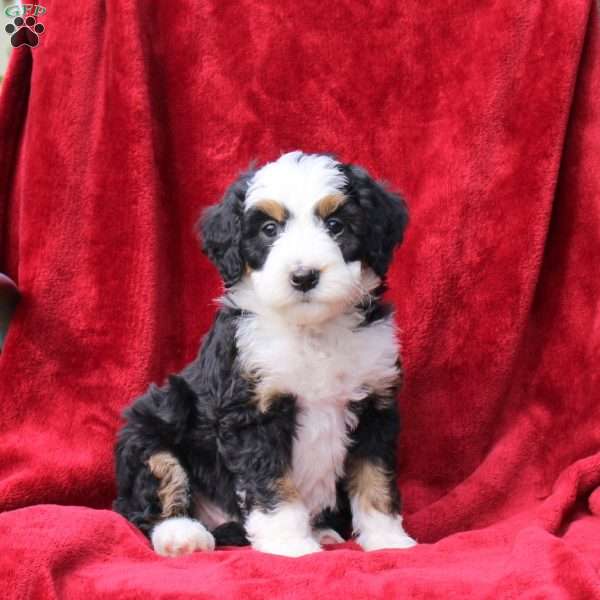 Sadie, Mini Bernedoodle Puppy