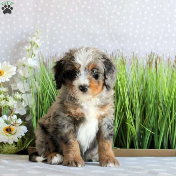 Sadie, Mini Bernedoodle Puppy