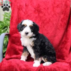 Sadie, Mini Bernedoodle Puppy