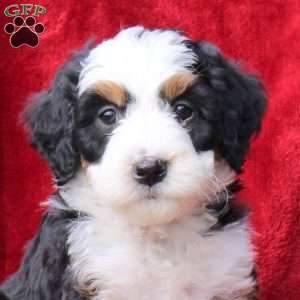 Sadie, Mini Bernedoodle Puppy