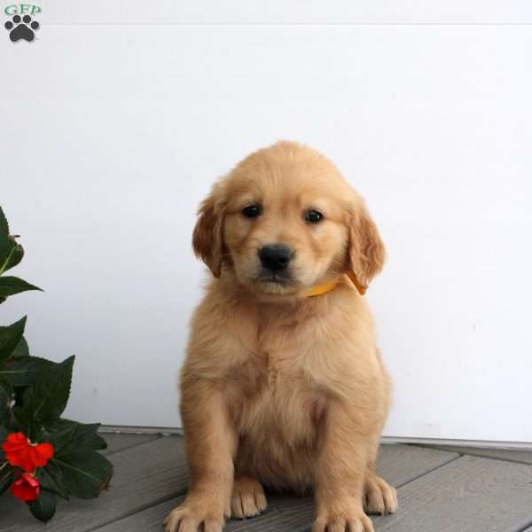 Sadie, Golden Retriever Puppy
