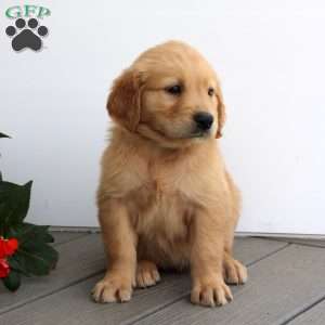 Sadie, Golden Retriever Puppy