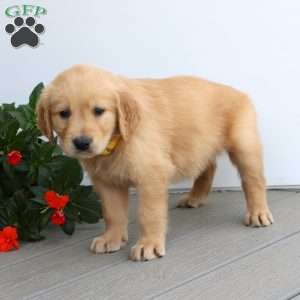 Sadie, Golden Retriever Puppy