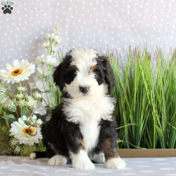 Sage, Mini Bernedoodle Puppy