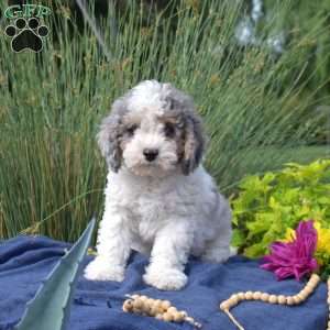 Sailor, Cavapoo Puppy